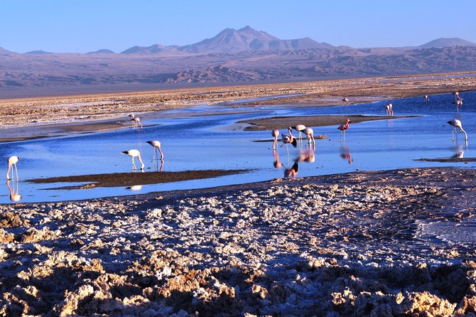 Altiplanic Lagoons & Piedras Rojas Tour from San Pedro de Atacama - Laguna Chaxa in the Reserva Nacional Los Flamencos, your first big wow