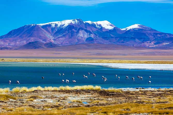 Altiplanic Lagoons & Piedras Rojas Tour from San Pedro de Atacama - Miscanti and Miñiques lagoons at 4,200 meters, volcanic water with a price of altitude