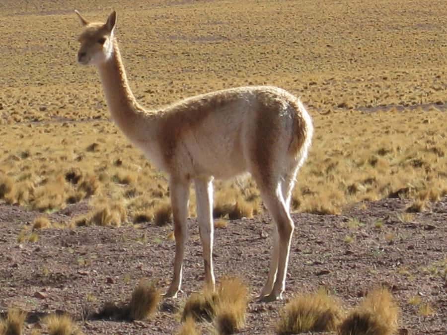 Andean Saltflats full-day with breakfast and lunch - Key Points to Know Before You Go