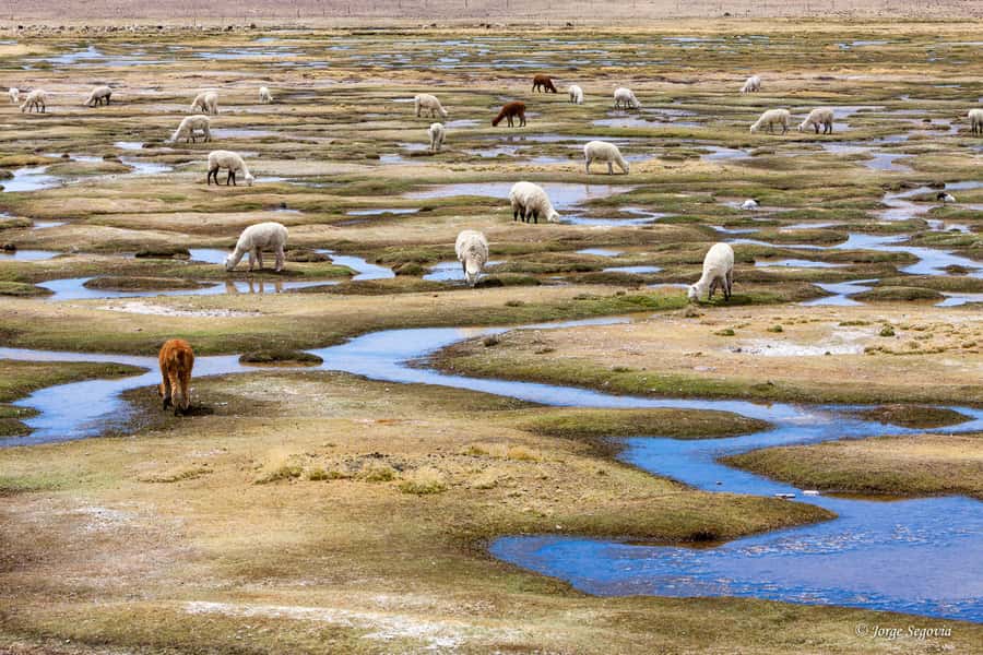 Andean Saltflats full-day with breakfast and lunch - Day Plan That Packs Big Altiplano Stops in One 7-Hour Window