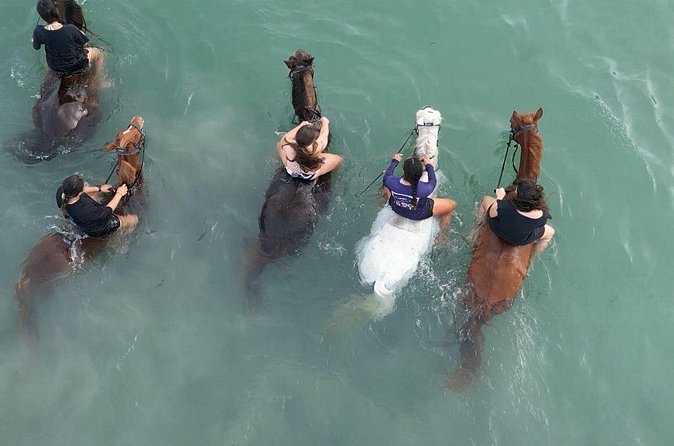 Antigua Horse Ride and Swim - Who Should Book This, and Who Might Wait?
