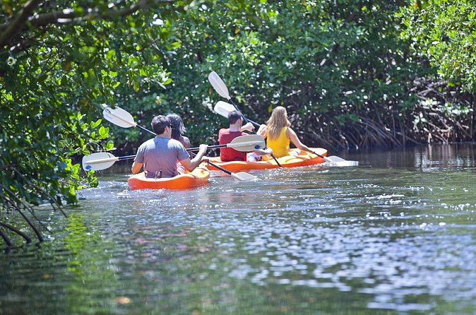Antigua Zipline & Kayaking Combo From St. John's - Eco-Kayaking in the Mangroves: Slower Work, Better Wildlife Watching
