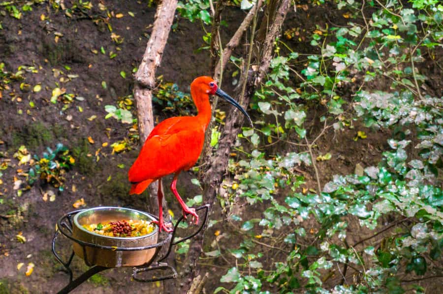 Aviary & Tricao Park Tour with Undurraga Wine Tasting - Humedal Giverny: Monet-inspired wetlands with wildlife viewing