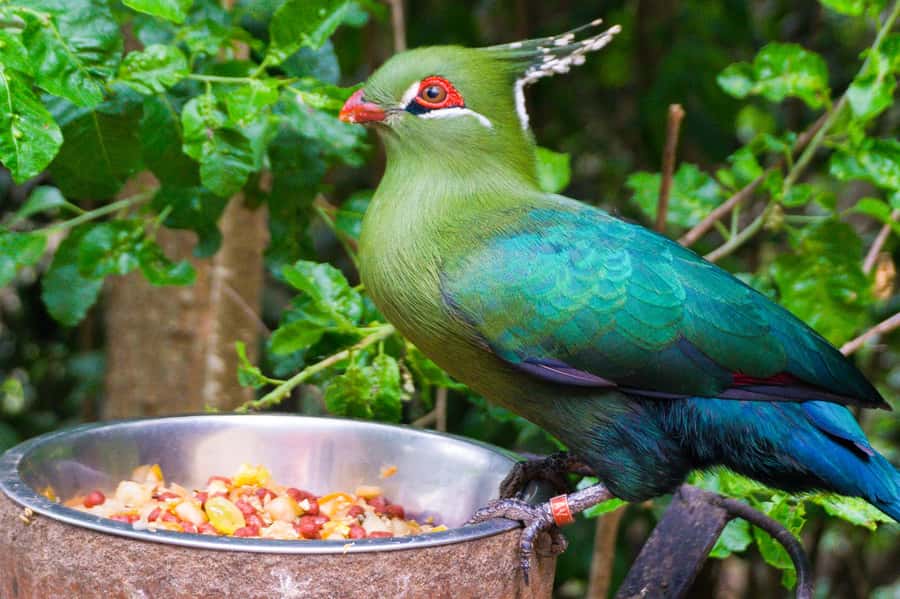 Aviary & Tricao Park Tour with Undurraga Wine Tasting - The bus ride schedule, and how to survive it comfortably