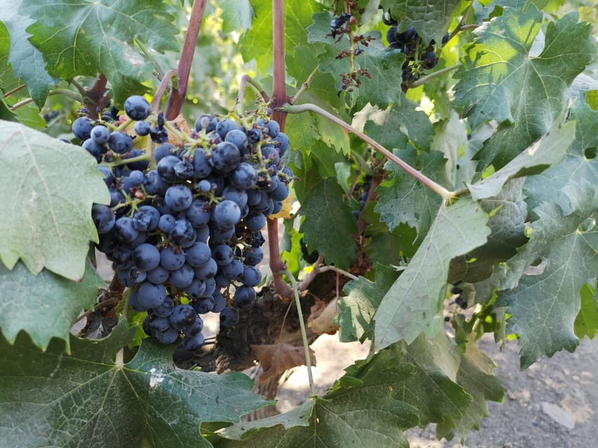 Bahá’í Temple, Winery and Lapis Lazuli + Private Transport - Who This Tour Fits Best, and Who Might Skip It