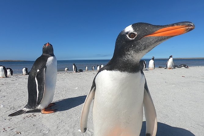 Bertha’s Beach & Beyond - Your Falklands, Your Way! - Key highlights to know before you go