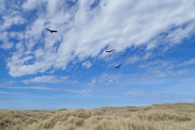 Bertha’s Beach & Beyond - Your Falklands, Your Way! - Bertha’s Beach penguin viewing, close and respectful