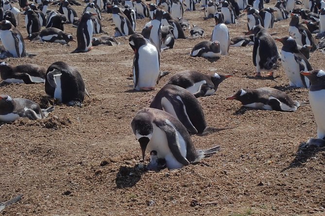 Bertha’s Beach & Beyond - Your Falklands, Your Way! - Hot drinks, snacks, and those home-baked treats