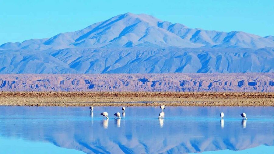 Caracoles: Red Stones of Atacama and Chaxa Guided Day Trip - Wildlife odds, the photo game, and how to keep the day enjoyable