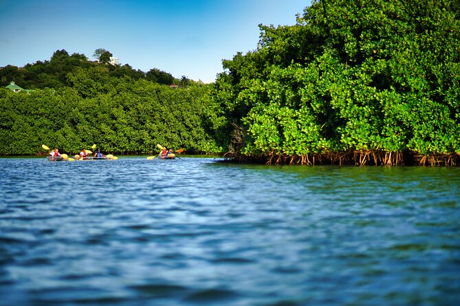 Clear Kayak Tour in Mangrove Antigua - Key highlights you will care about