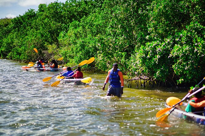 Clear Kayak Tour in Mangrove Antigua - What you get for $90 in Antigua (and where the value sits)