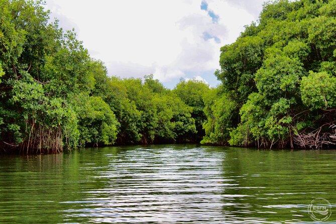 Clear Kayak Tour in Mangrove Antigua - Who should book this clear kayak tour, and who might skip it