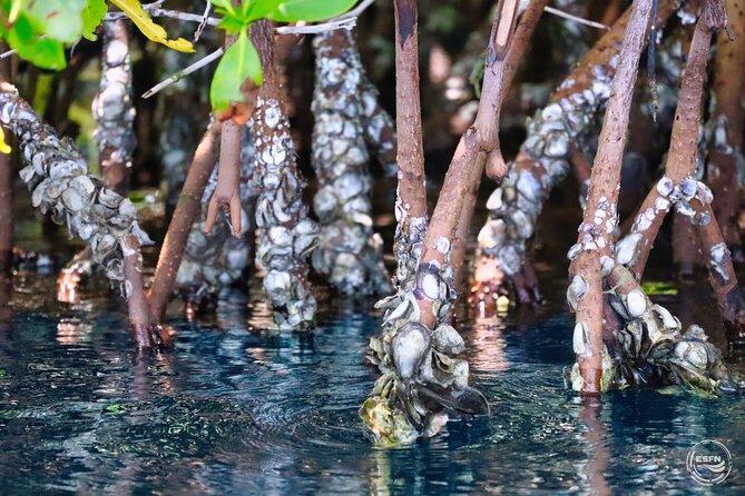 Clear Kayak Tour in Mangrove Antigua - Seeing marine life below you: why the clear kayak matters