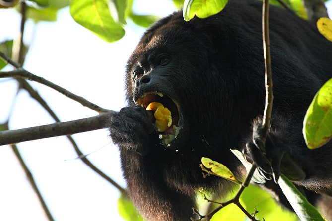 Cockscomb Basin Wildlife Sanctuary and Jaguar Preserve - Stop 1: Barefoot Services and the Quick Start to Your Day