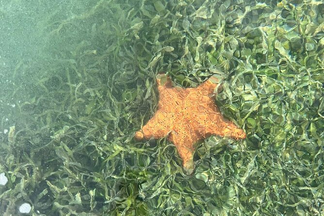 Crystal Kayak & Snorkel Eco Tour (with transfer) - The Staff and the Small Details That Make It Feel Well Run