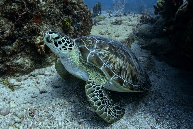 DiveCarib - An Eco-Friendly Certified Diver Trip in Antigua - Key highlights worth caring about