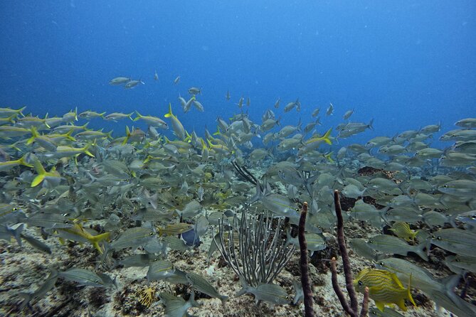 DiveCarib - An Eco-Friendly Certified Diver Trip in Antigua - Equipment and tank details you should understand