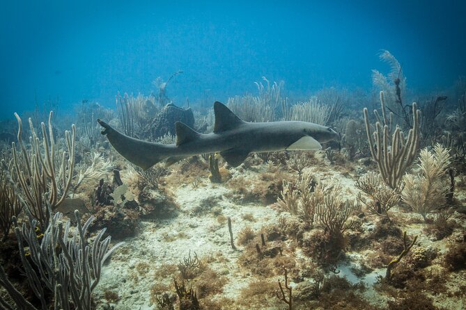 DiveCarib - An Eco-Friendly Certified Diver Trip in Antigua - Wildlife rules: the difference between seeing and damaging