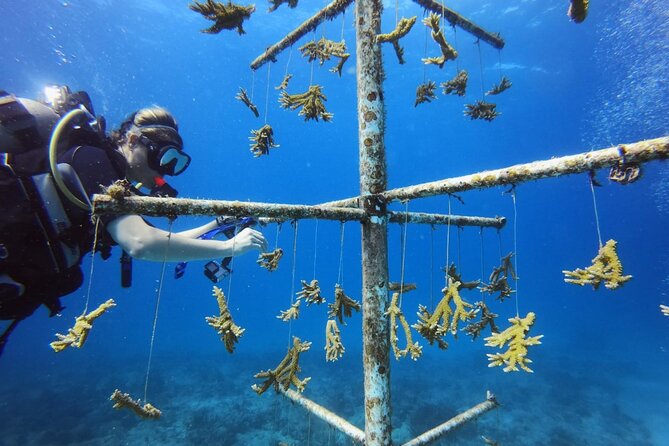 DiveCarib - An Eco-Friendly Certified Diver Trip in Antigua - What happens underwater, step by step