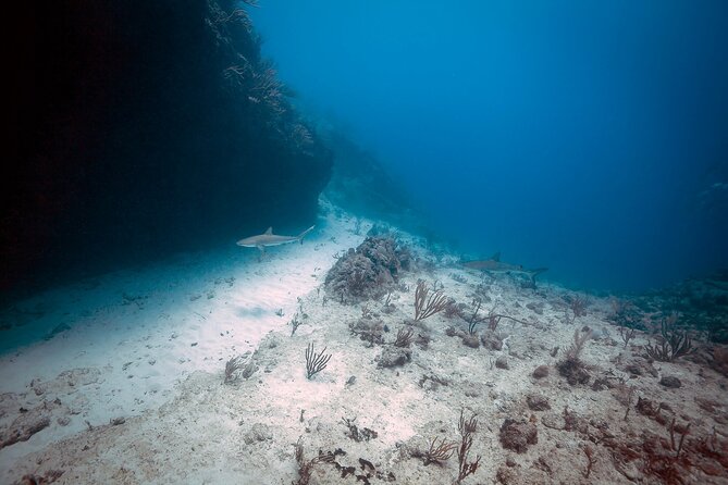 DiveCarib - An Eco-Friendly Certified Diver Trip in Antigua - If conditions change, you still get a plan