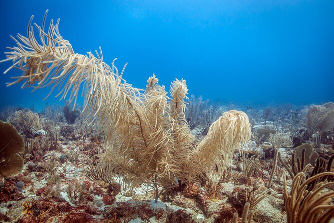 DiveCarib - An Eco-Friendly Certified Diver Trip in Antigua - Price and value: is $199 a fair deal?