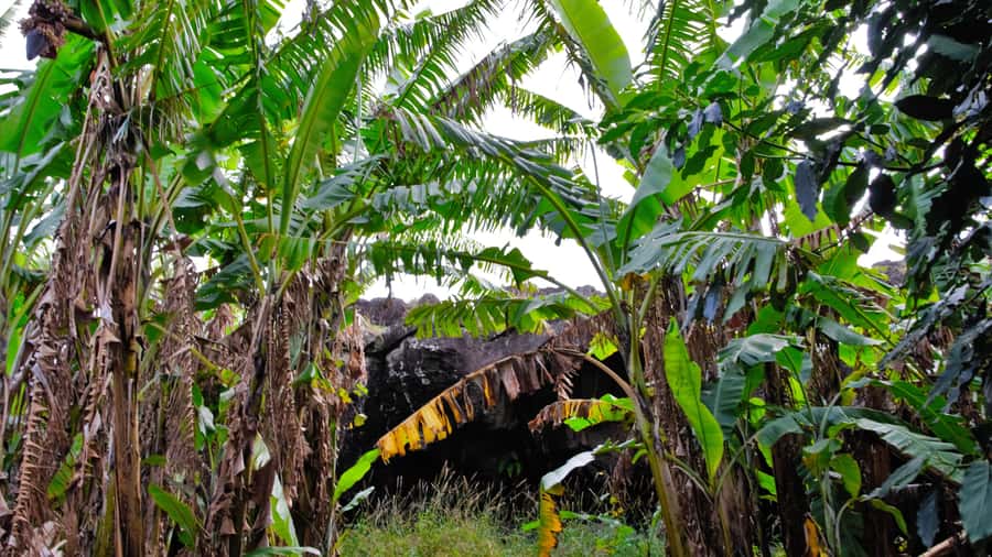 Easter Island: Full Day Ancestral Caves and Orongo Village - Rano Kau guided stop: a quick context stop before Orongo