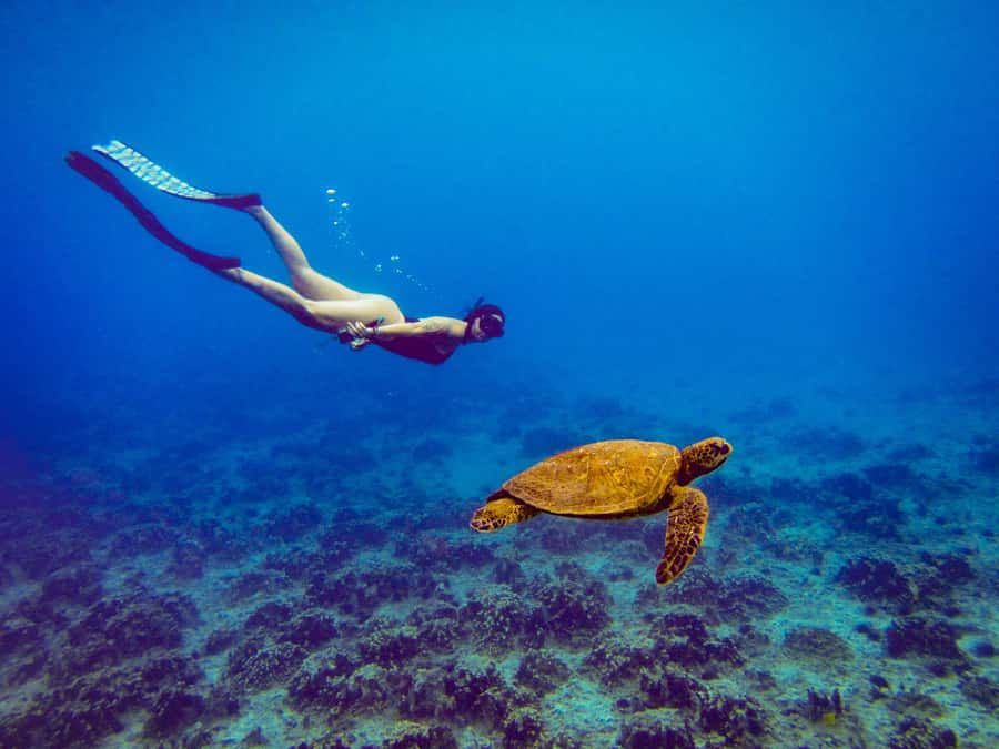 Easter island: Snorqueling tour on coral reefs - Key things to know before you go