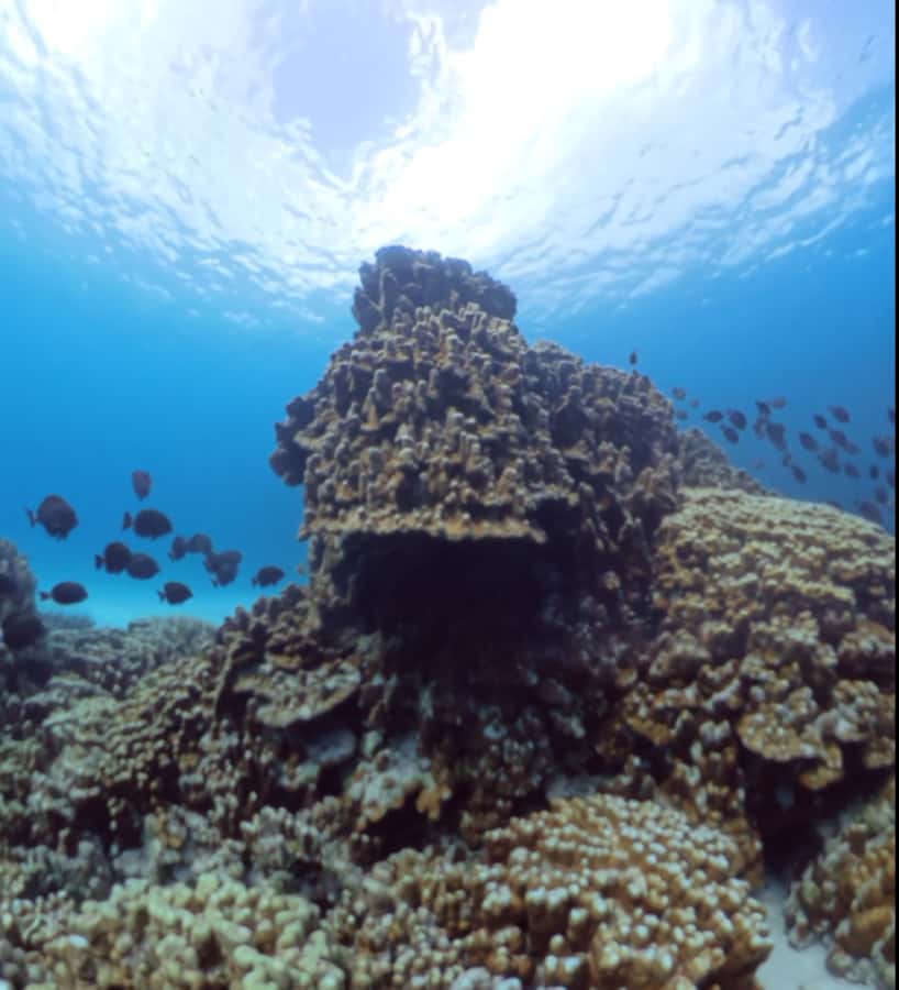 Easter island: Snorqueling tour on coral reefs - Price and value: is $110 per person worth it?