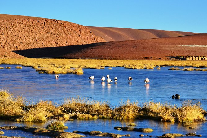 El Tatio Geysers Tour from San Pedro de Atacama - Machuca village stop: thatched roofs and a wooden church