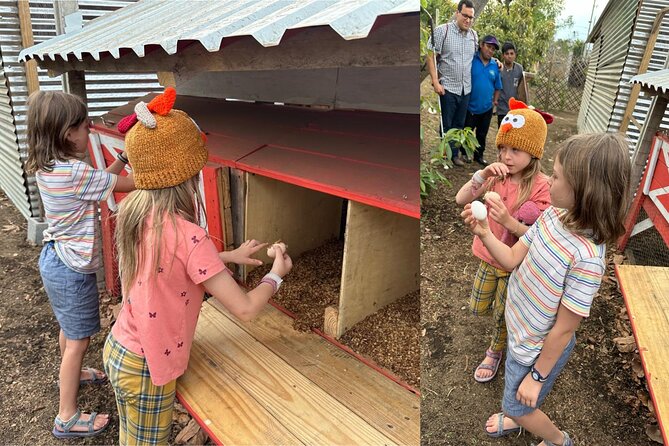Experience: Organic Coffee, Avocados, Honey & More! - Organic farm food in Antigua: why coffee, honey, and compost are linked