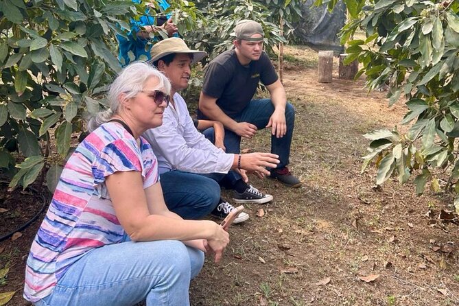 Experience: Organic Coffee, Avocados, Honey & More! - Bees and honey: understanding why pollinators are part of the farm plan