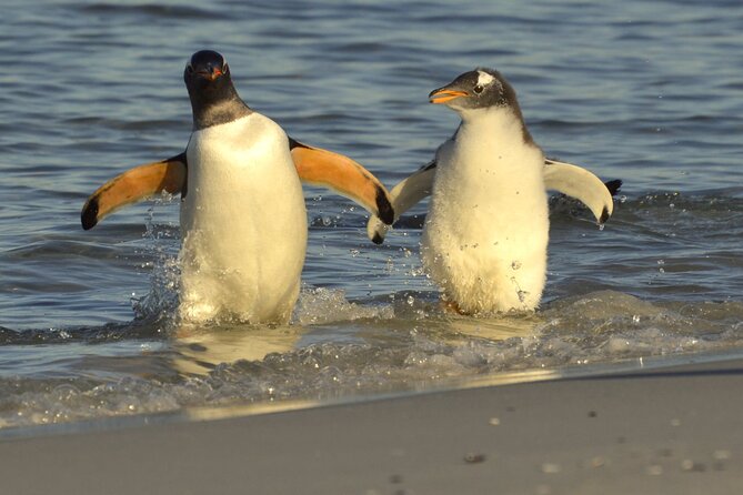 Falkland Islands Shared Tour Sightseeing with Penguins - Key Things To Know Before You Go