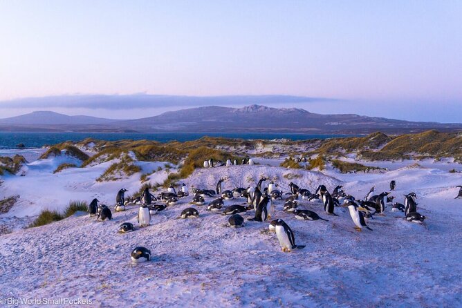 Falkland Islands Shared Tour Sightseeing with Penguins - Penguins Plus Stanley Sightseeing, Without the Long Haul