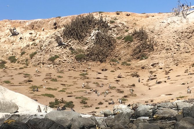 Fr STGO: WILD PENGUINS, SEALION, SANDBOARD, PARAGLIDING & PICNIC - Route From Santiago Or Valparaíso: Why the Order Can Change