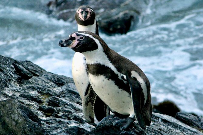 Fr VALPO: WILD PENGUINS, SEALION, SANDBOARD, PARAGLIDING & PICNIC - The highlights you’ll actually feel (not just see on paper)