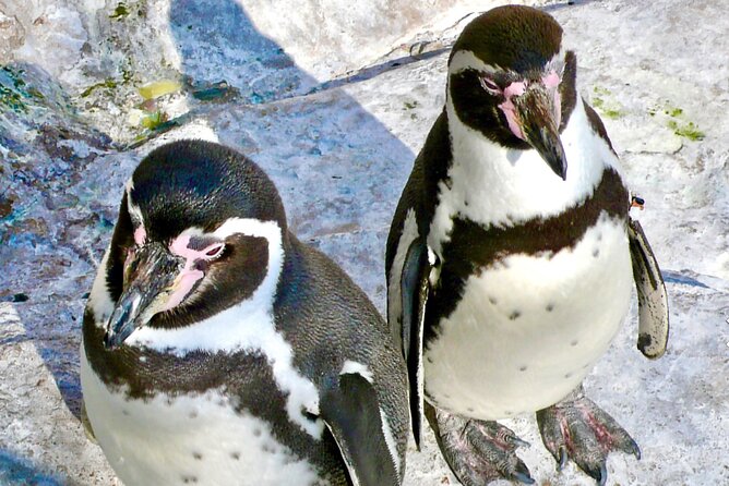 Fr VALPO: WILD PENGUINS, SEALION, SANDBOARD, PARAGLIDING & PICNIC - Valparaíso and Viña del Mar coast drive, then it’s wildlife time