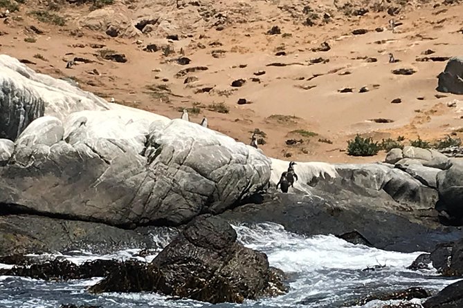 Fr VALPO: WILD PENGUINS, SEALION, SANDBOARD, PARAGLIDING & PICNIC - Con Con dunes sandboarding, from shoe-off climb to smooth slide