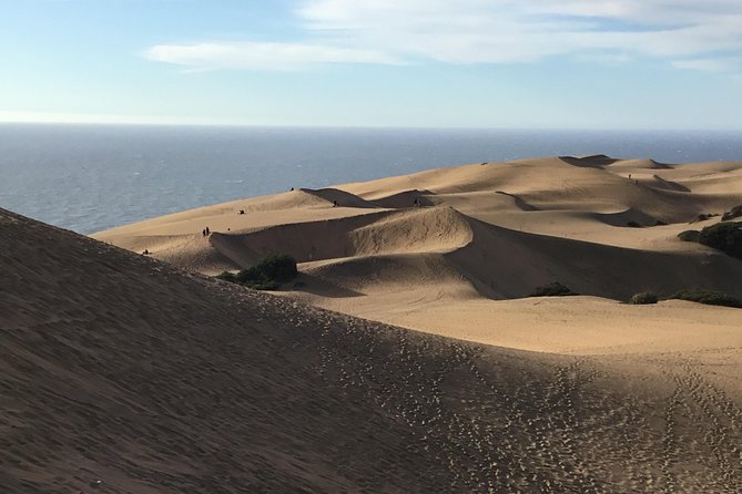Fr VALPO: WILD PENGUINS, SEALION, SANDBOARD, PARAGLIDING & PICNIC - Price and what $250 covers (value check, not just the number)