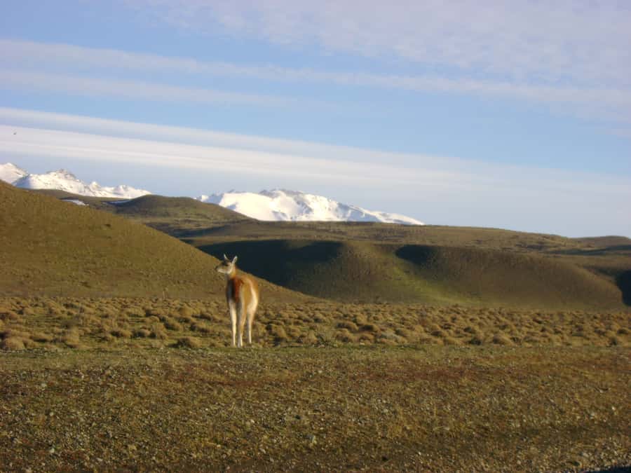 From Puerto Natales: Torres del Paine National Park Trip - The real pros and the one watch-out