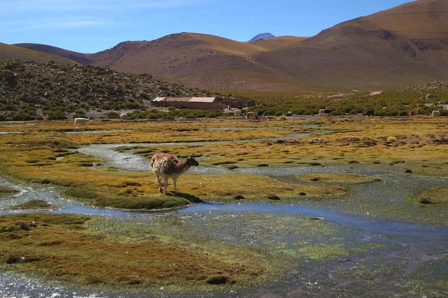 From San Pedro de Atacama: Geysers del Tatio Half-Day Tour - Hike through the Putana River geothermal world