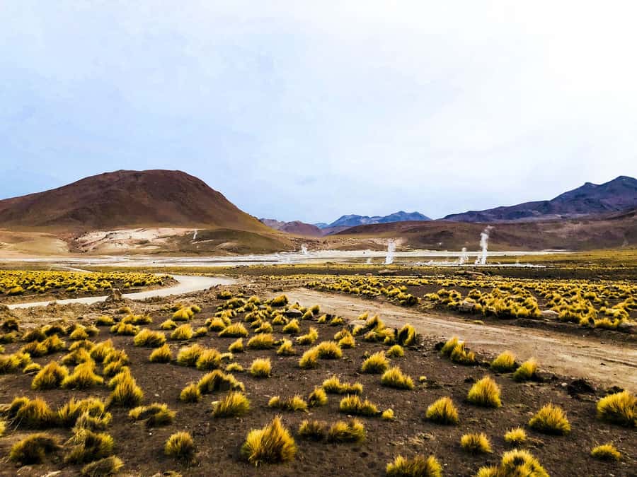 From San Pedro de Atacama: Geysers del Tatio Half-Day Tour - Price and value: is $60 a fair deal?