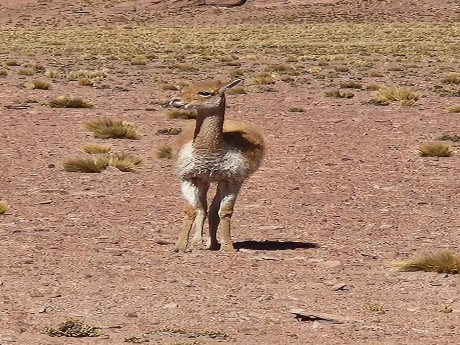 From San Pedro de Atacama: Lagoons and Piedras Reds - The Talar Salt Flat and the Red Stones finish strong