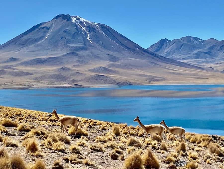 From San Pedro de Atacama: Lagoons and Piedras Reds - Wildlife, birds, and plants, what to actually look for
