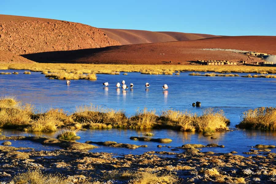 From San Pedro de Atacama: Tatio Geysers and Machuca Tour - El Tatio Geysers: What You’ll See in the 2.5-Hour Walk