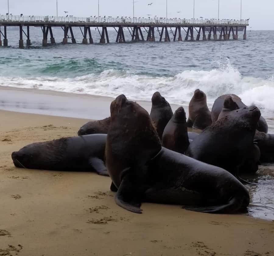 From Santiago: Highlights of Valparaiso and Viña del Mar - Reñaca Beach Walk and Fonck Museum Stop: Finish With Sea Air
