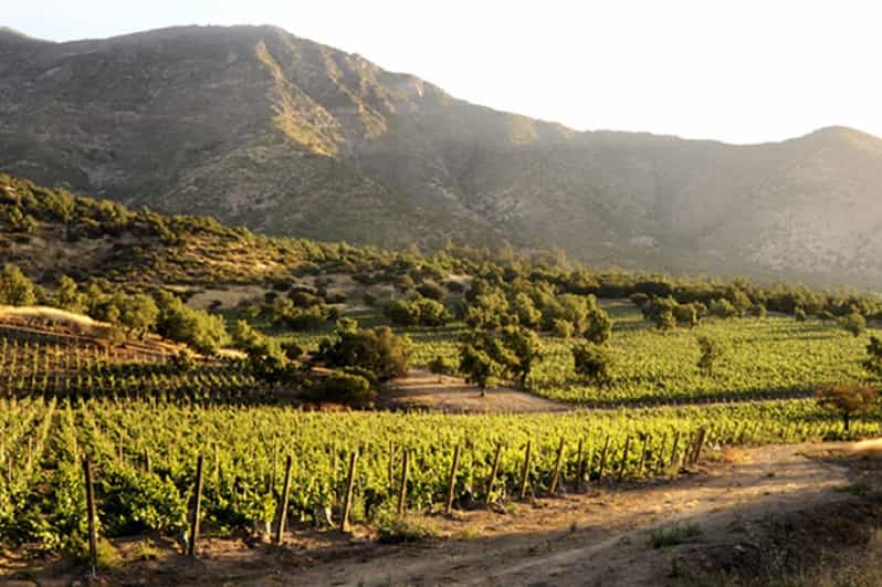 From Santiago: Maipo Valley Wine Tour - The guide and small-group comfort that make it feel easy