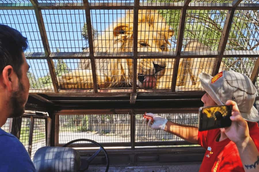 From Santiago: Safari Park, a wild experience - Key Things to Know Before You Go