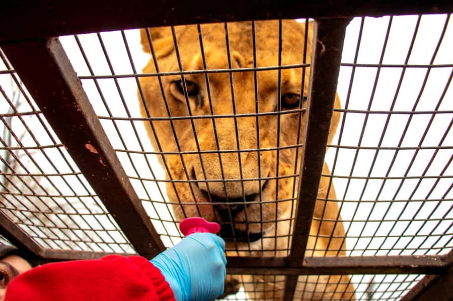 From Santiago: Safari Park, a wild experience - Safari Park from Santiago: what makes it feel different