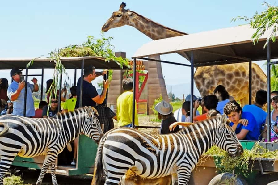 From Santiago: Safari Park, a wild experience - The heart of the day: Big Cats, Herbivores, and Jurassic Safari