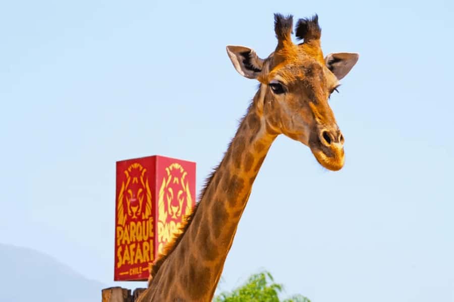 From Santiago: Safari Park, a wild experience - The playground break: one ticket, pick your best match